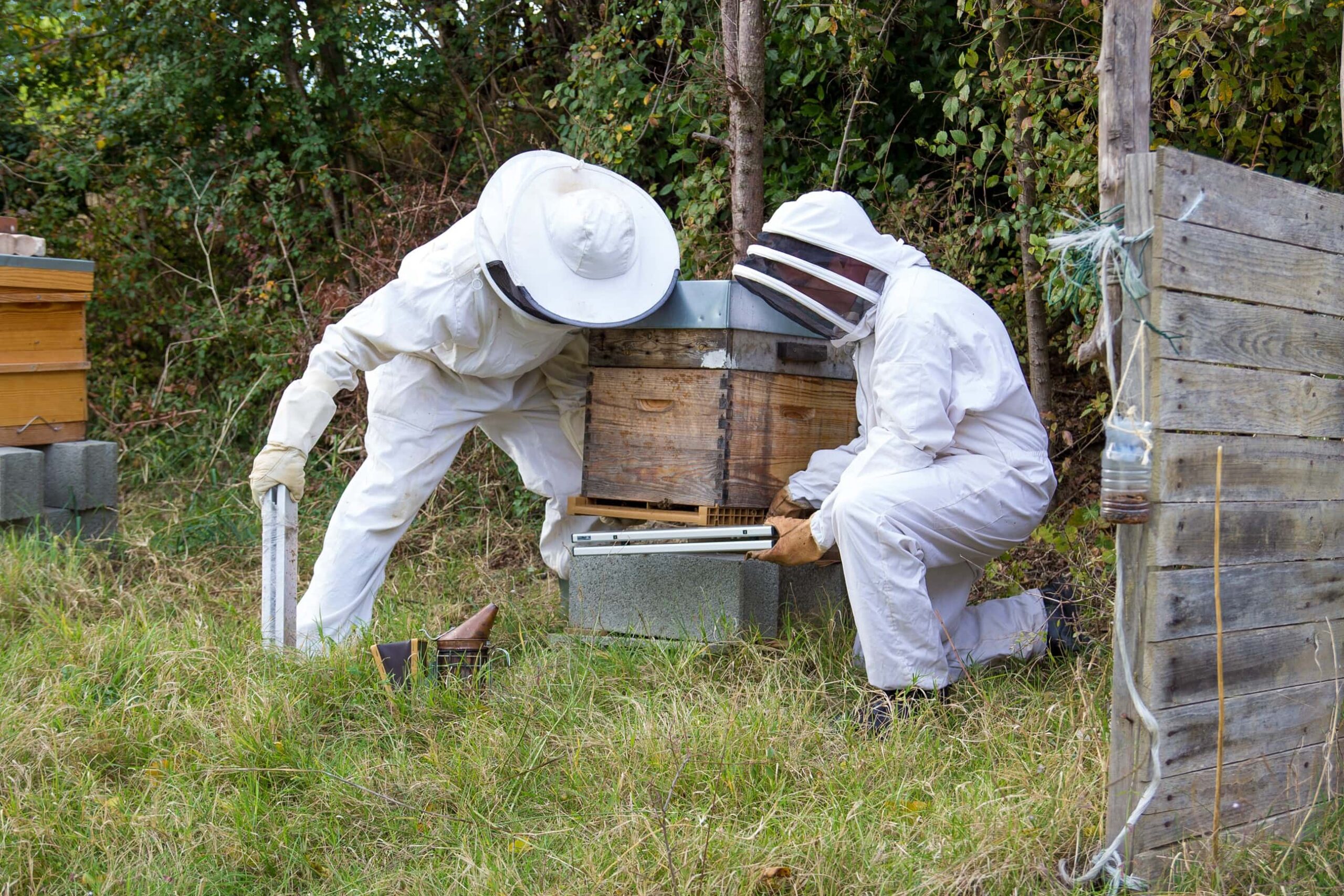 Les ruches connectées de la start-up Bee Guard