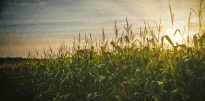 Un champ de maïs en fin de journée