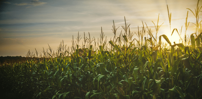 Un champ de maïs en fin de journée