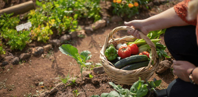 Une femme en train de ramasser les légumes dans un potager