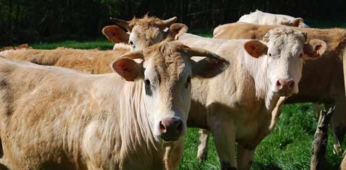 Des vaches endémiques de la Nouvelle-Aquitaine