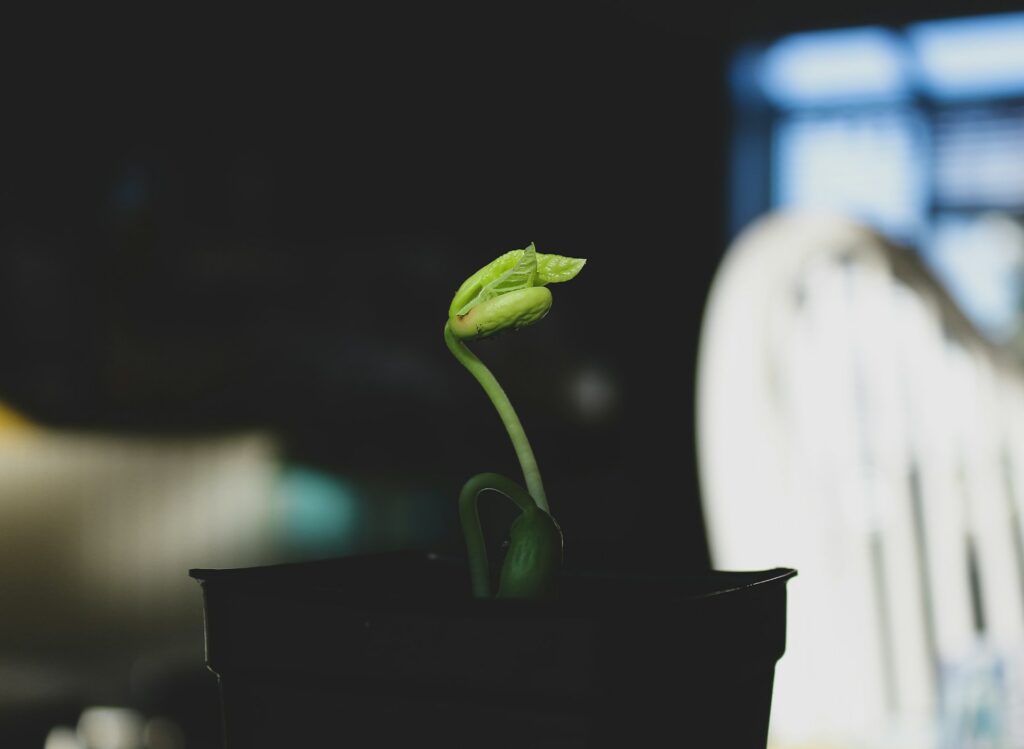 Une jeune pousse qui représente le potentiel d’une startup