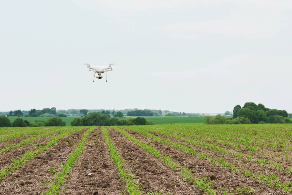 utilisation d’un drone sur un champ de culture de maïs