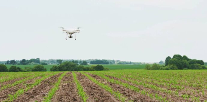 utilisation d’un drone sur un champ de culture de maïs