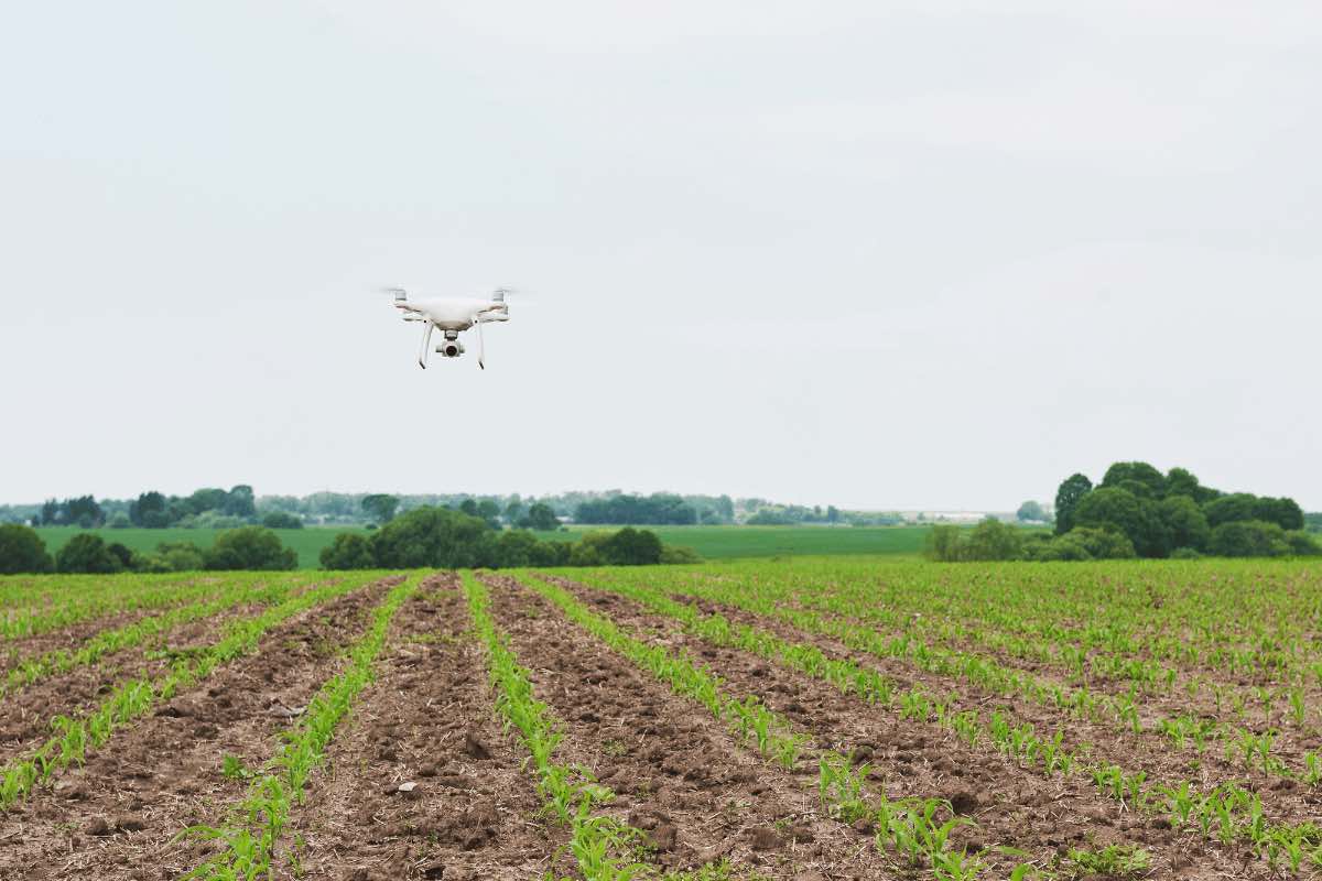  utilisation d’un drone sur un champ de culture de maïs