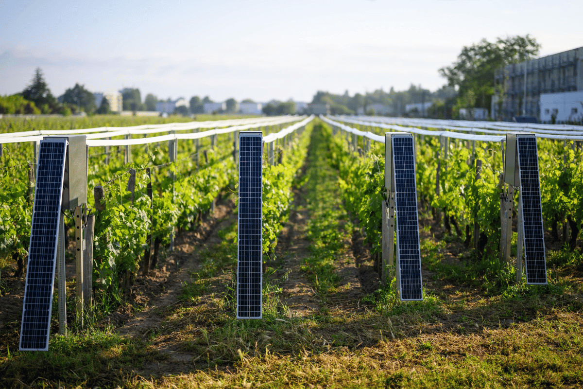 photo d'une intsallation du Viti-Tunnel sur un champ de vignes