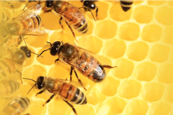 les abeilles accèdent à la ruche librement