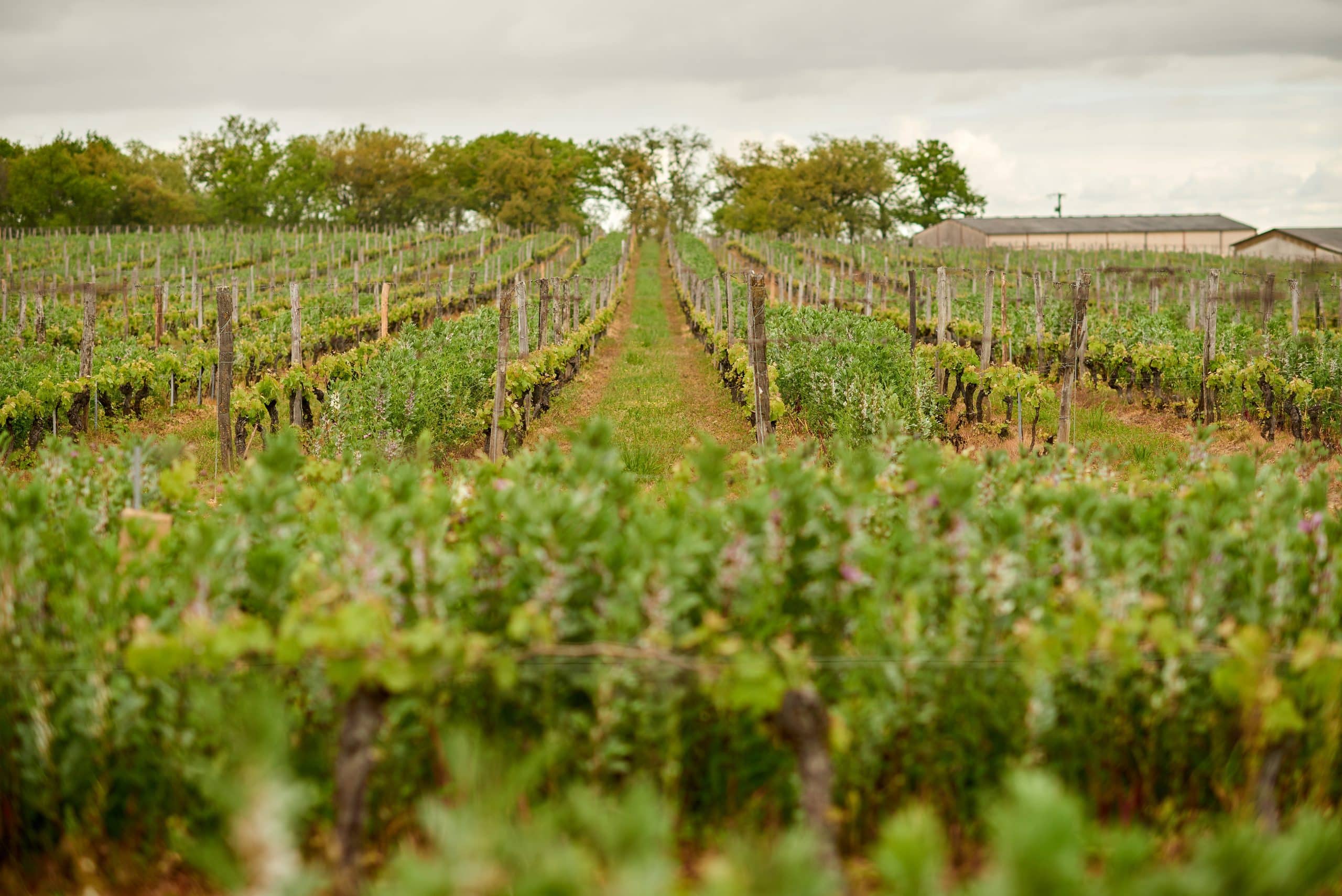 Champs de vignes