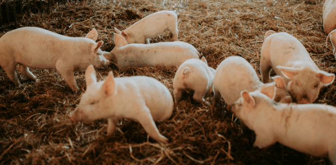 Des porcelets dans une exploitation agricole