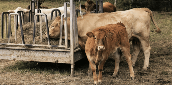 Photo d'une vache et de son veau sur une exploitation agricole