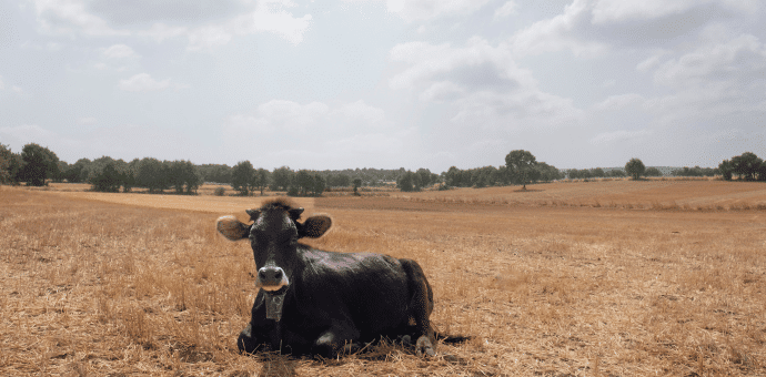 Une vache au milieu d'un champ dont l'herbe est séchée par le soleil et les fortes chaleurs